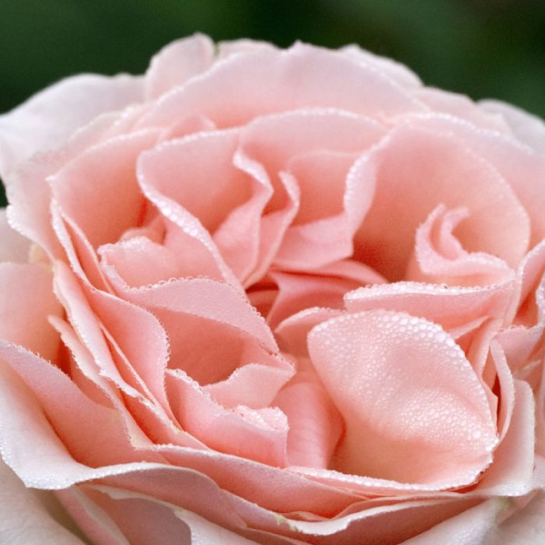 DONATELLA® Maker DONATELLA® Maker